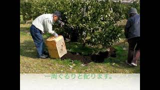 【味も良くなった】内海ミカンを糖度15度に上げた方法