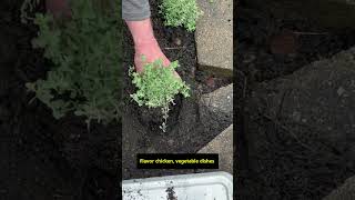 Planting  Silver Thyme Plant  #shorts