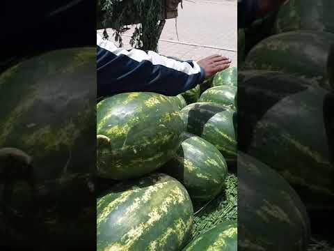 الدلاع ح فااااااااابور بقلعة السراغنة