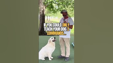 If I Could Only Teach 2 Commands to Any Dog… It’d Be These