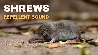 Shrew Repellent Sound || Suara Pengusir Celurut || Sura Pengusir Tikus Kesturi screenshot 2