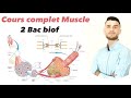 Cours complet muscle 2 bac