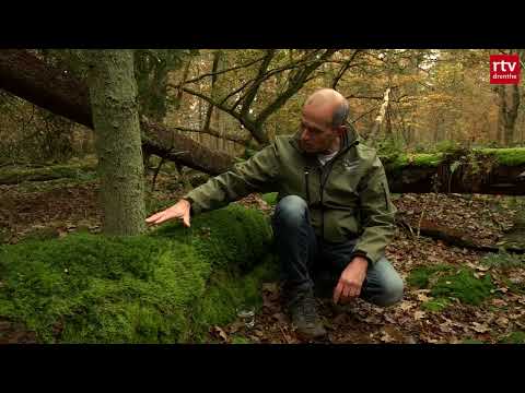 Video: Verschillende soorten mos - Leer meer over mossoorten voor de tuin