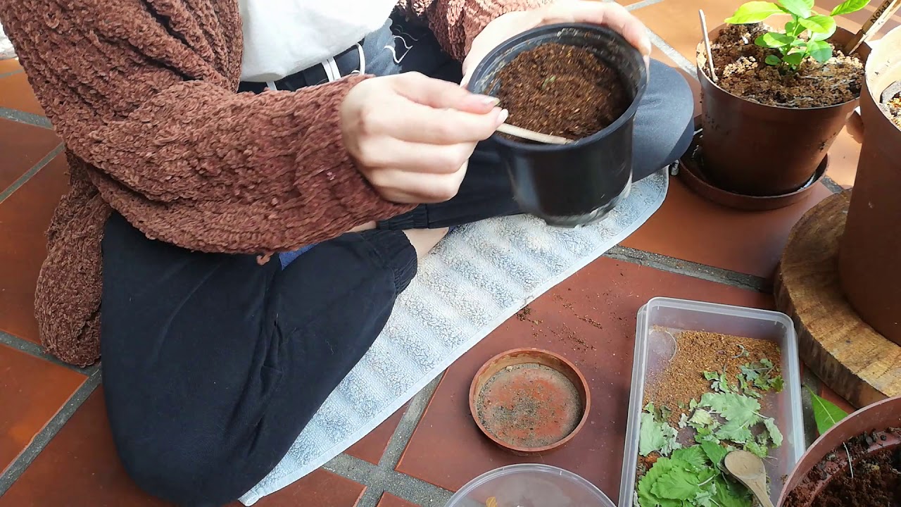 SIMPLE Compost for your Plants! How I use tea bags for my soil! YouTube