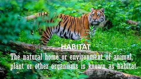 Class – 4 A / Fields and forests / part  2 /  geetha srinivas