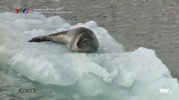 Cuộc sống của loài chim cánh cụt | THẾ GIỚI ĐỘNG VẬT