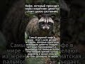 Циветта.