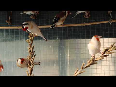 Szczygły syberyjskie Carduelis