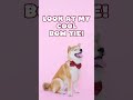 Birthday | Capcut Software Test #capcut #videoediting #dogs