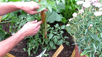Pruning Tomato Plants: Single & Double Stem Pruning, Sucker Identification, Cloning Tomato Cuttings