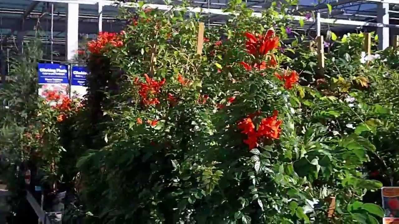 Lowes Garden Center In La Quinta California Youtube