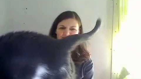 The Cutest Cat/Grammar Lesson Video - using "because" to start a sentence (Cat)
