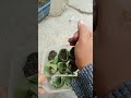 cara unik nyemai buncis degan daun pisang #gardening #caramerawattanaman