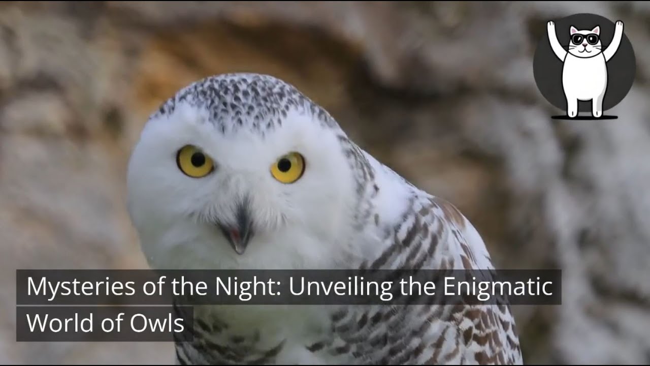 Mysteries of the Night: Unveiling the Enigmatic World of Owls - YouTube