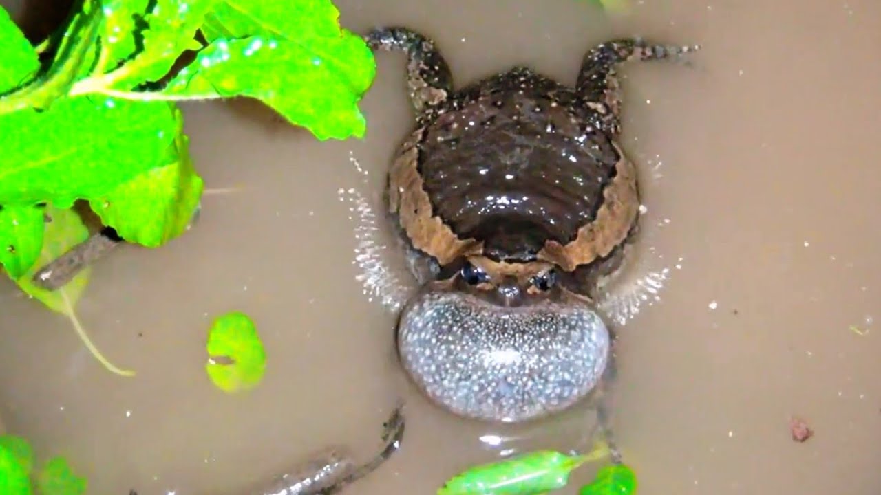 Frog​ song,​ the frog is climbing a tree looking for a way out.