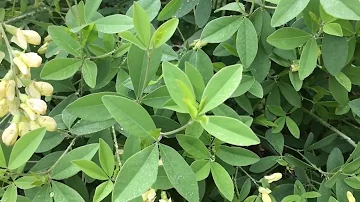 Are Baptisia seed pods edible?