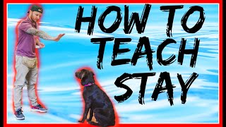 How to teach your dog the stay command- how to teach my puppy to sit and stay