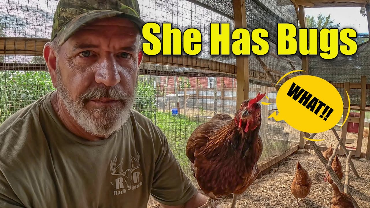 Как быстро уничтожить клещей у кур