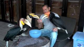 Hornbill Feeding