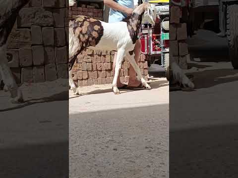 top quality gujri bakra in tonk rajsthan Bakra mandi live update #trending #viral#shorts #bakramandi
