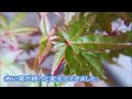 盆栽 Bonsai :  Japanese Maple -red/green- 2019.5.18. 出猩々もみじ（デショウジョウ）