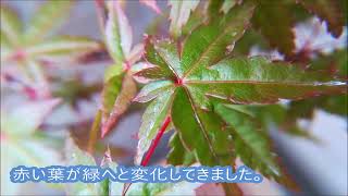 盆栽 Bonsai :  Japanese Maple -red/green- 2019.5.18. 出猩々もみじ（デショウジョウ）