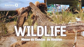 LA VIDA SALVAJE EN EL MUSEO DE CIENCIAS NATURALES DE HOUSTON