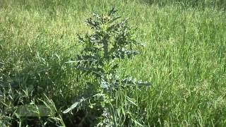 Weed of the Week #852 - Bull Thistle (Air Date 8/3/10)