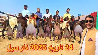 Final Rate 2025 ) نایاب نسل world record kamori goat Pakistan video 😍😍 sabir goat farm