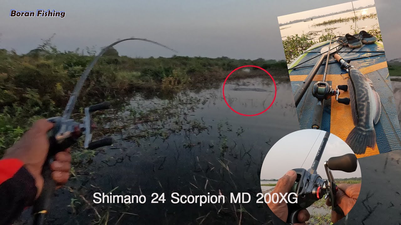 Shimano Scorpion MD 200XG Reel and Shimano Bass XT Rod- 2024 25LB