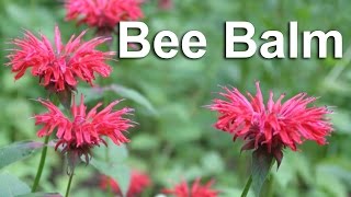 Grow Bee Balm, A Flower & Medicinal Herb - GardenFork