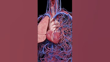 Heart, Circulation, and Respiration | 3D Animation