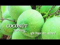 Coconut farming kvk kosbad  vighnahar creations