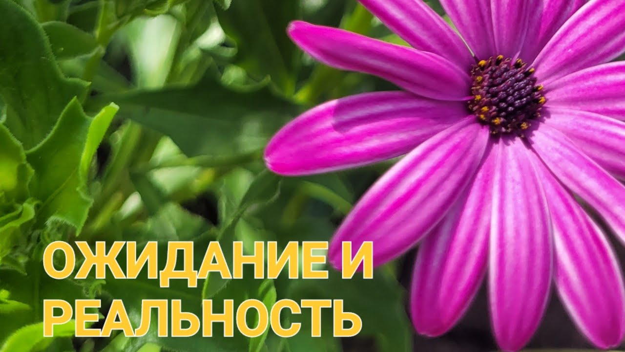 Обзор цветов из семян #дача  #цветы #garden 