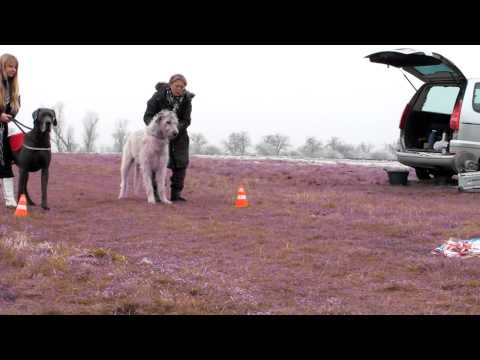 Coursing with Great Dane and Irish Wolfhound