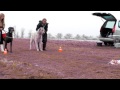 Coursing with Great Dane and Irish Wolfhound の動画、YouTube動画。