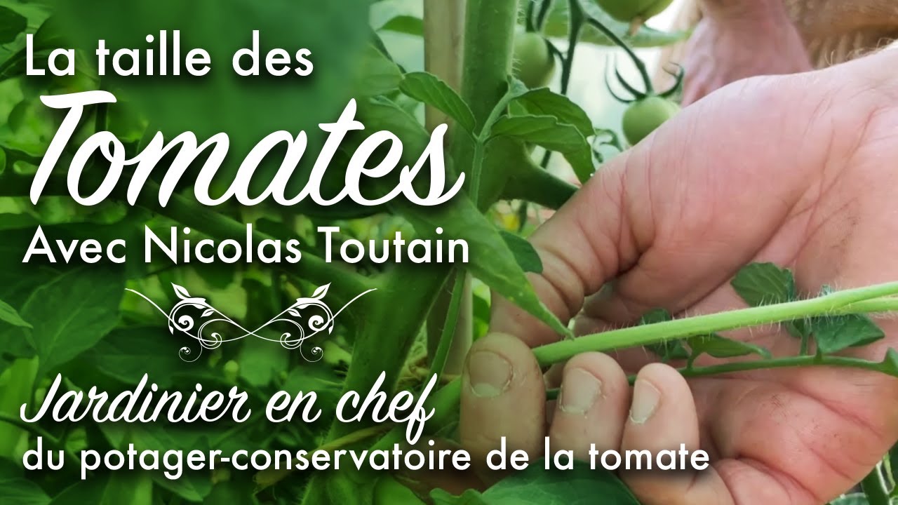 Les bases indispensables de la taille des tomates, avec Nicolas Toutain.