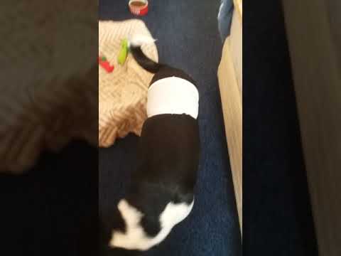 Como evitar que mi perro se lama,su operacion hqdefault