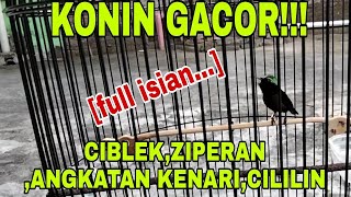 KOLIBRI NINJA GACOR FULL TEMBAKAN||ISAN CIBLEK,ZIPERAN,KENARI,CILILIN||SUARA LANTANG KONIN ISIAN||