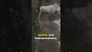 What Does Seeing an Owl at Night Mean? #Owl #spiritual #spirituality