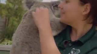 Un adorable koala