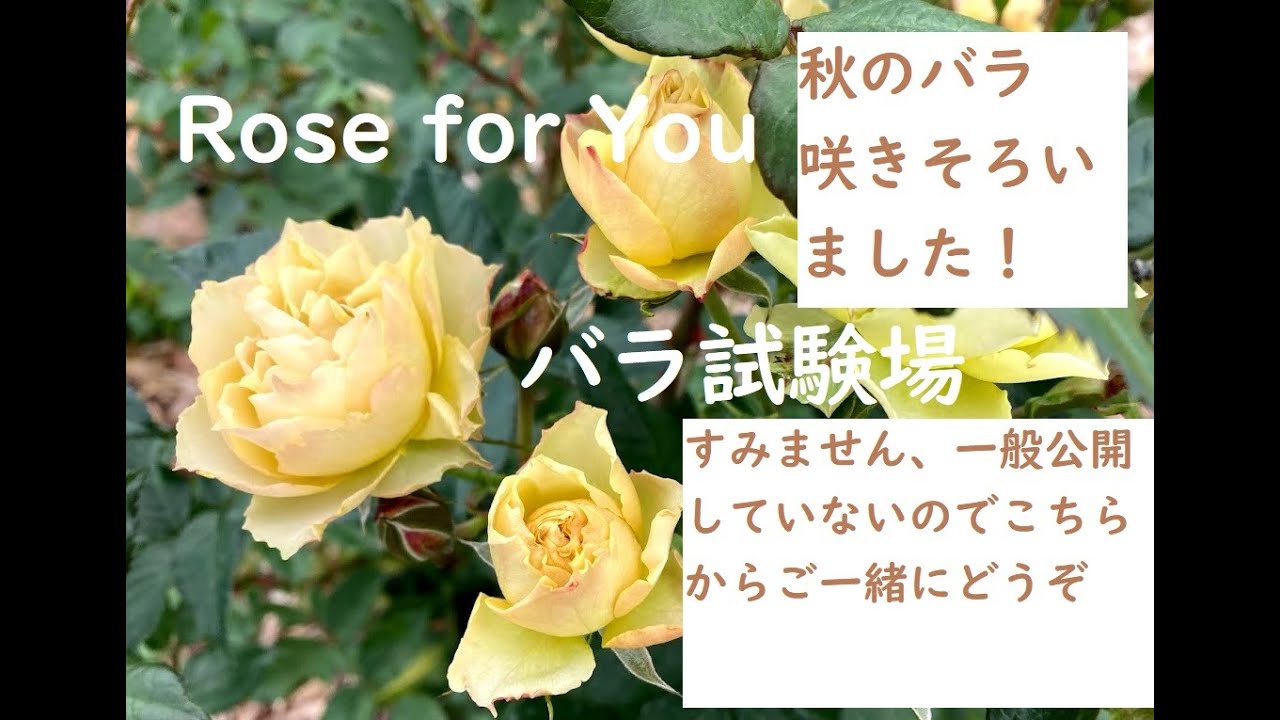 66 ローズフォーユーのバラ 咲きそろいました ザ ローズショップ 長野ローズ小諸試験場 Youtube