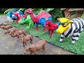 Sapi, Gajah, Kerbau, Domba, Kuda, Unta Melahirkan | Sapi Mandi Lumpur