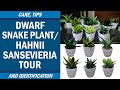 Pag-aalaga ng Dwarf Snake Plant /  Hahnii Sansevieria Collection and Tour