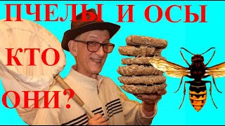 Урок Про Насекомых, Пчел, Ос и Жуков, Киев, 2019. Урок Про Насекомых, Пчел, Ос и Жуков, Киев, 2019.