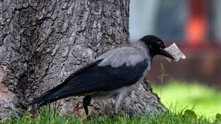 The woman fed the crow and now receives gratitude in the form of gifts.