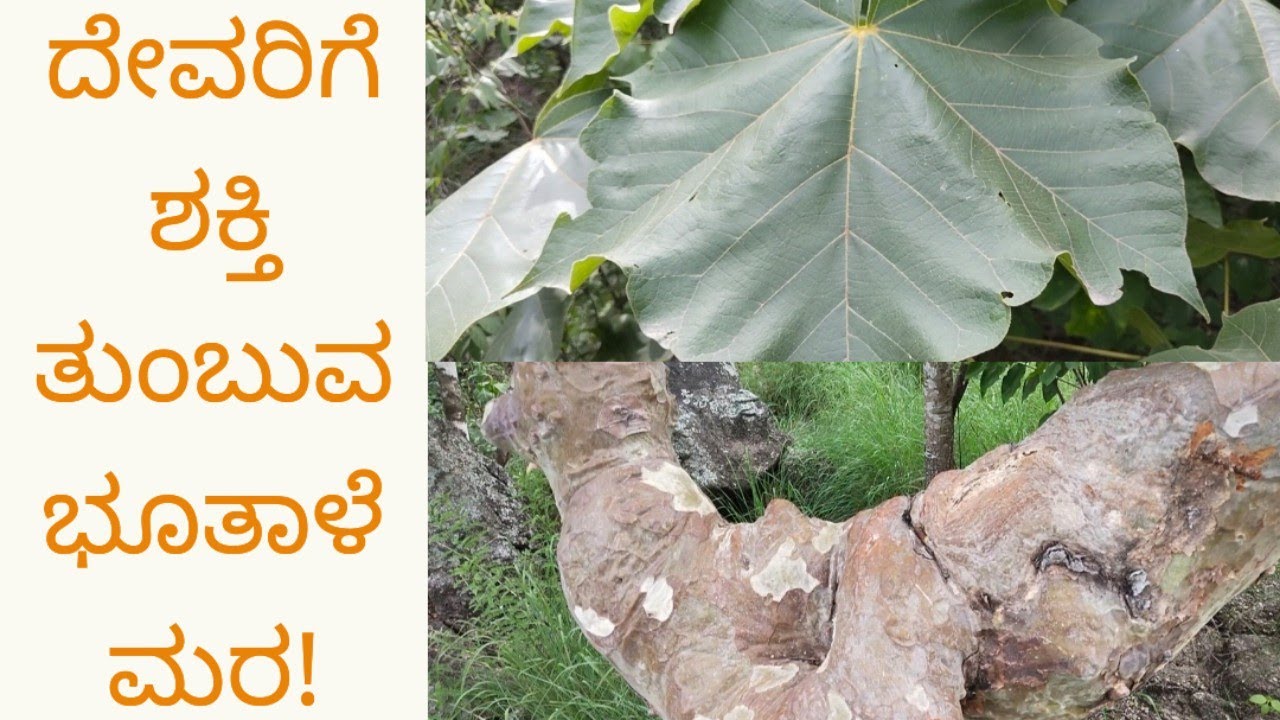 ದೇವರಿಗೆ ಶಕ್ತಿ ತುಂಬುವ ಭೂತಾಳೆ ಮರ/BHUTHALE TREE #nativenest 