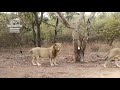 Lions of Gir 