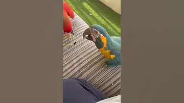 Messi Dancing Julie Messi Bluethroatedmacaw Macaw Aramacaw Makeba 