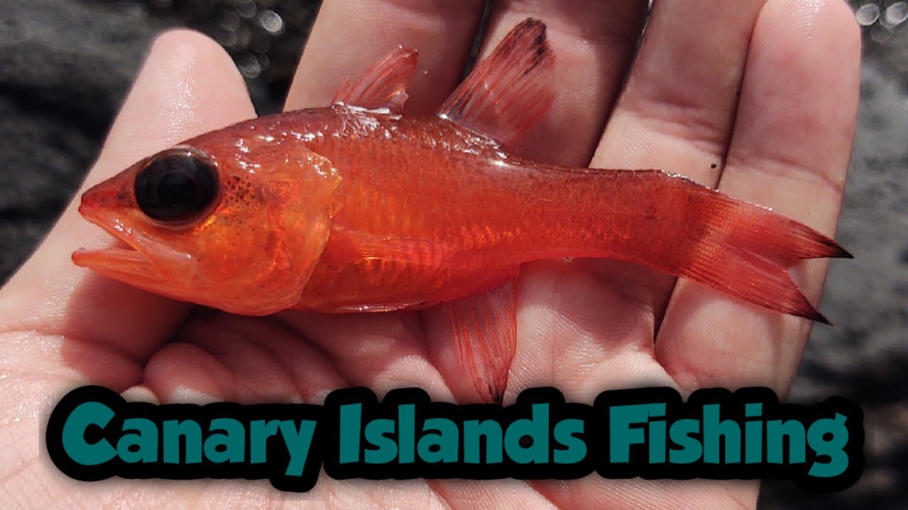Ловля новых интересных видов на Лансароте | Рыбалка на Канарских островах